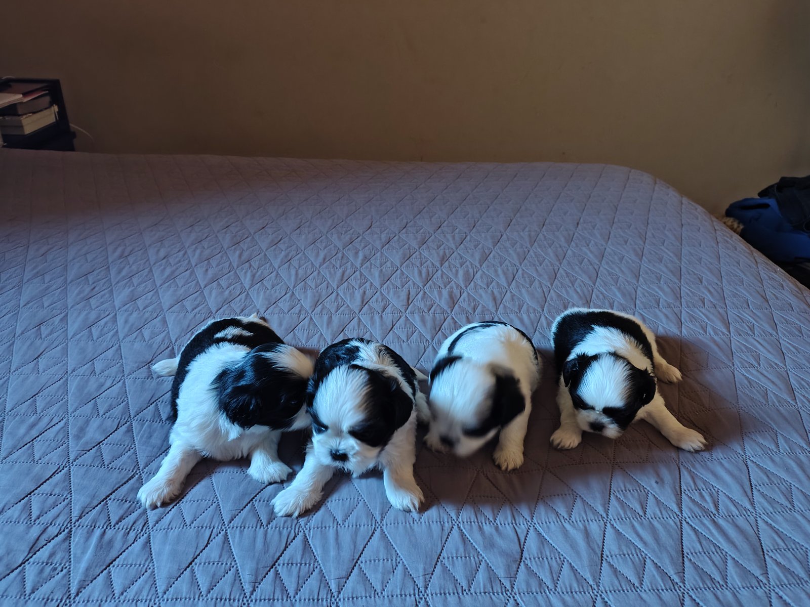Vendo Filhotes de Shitzu  - Foto 2