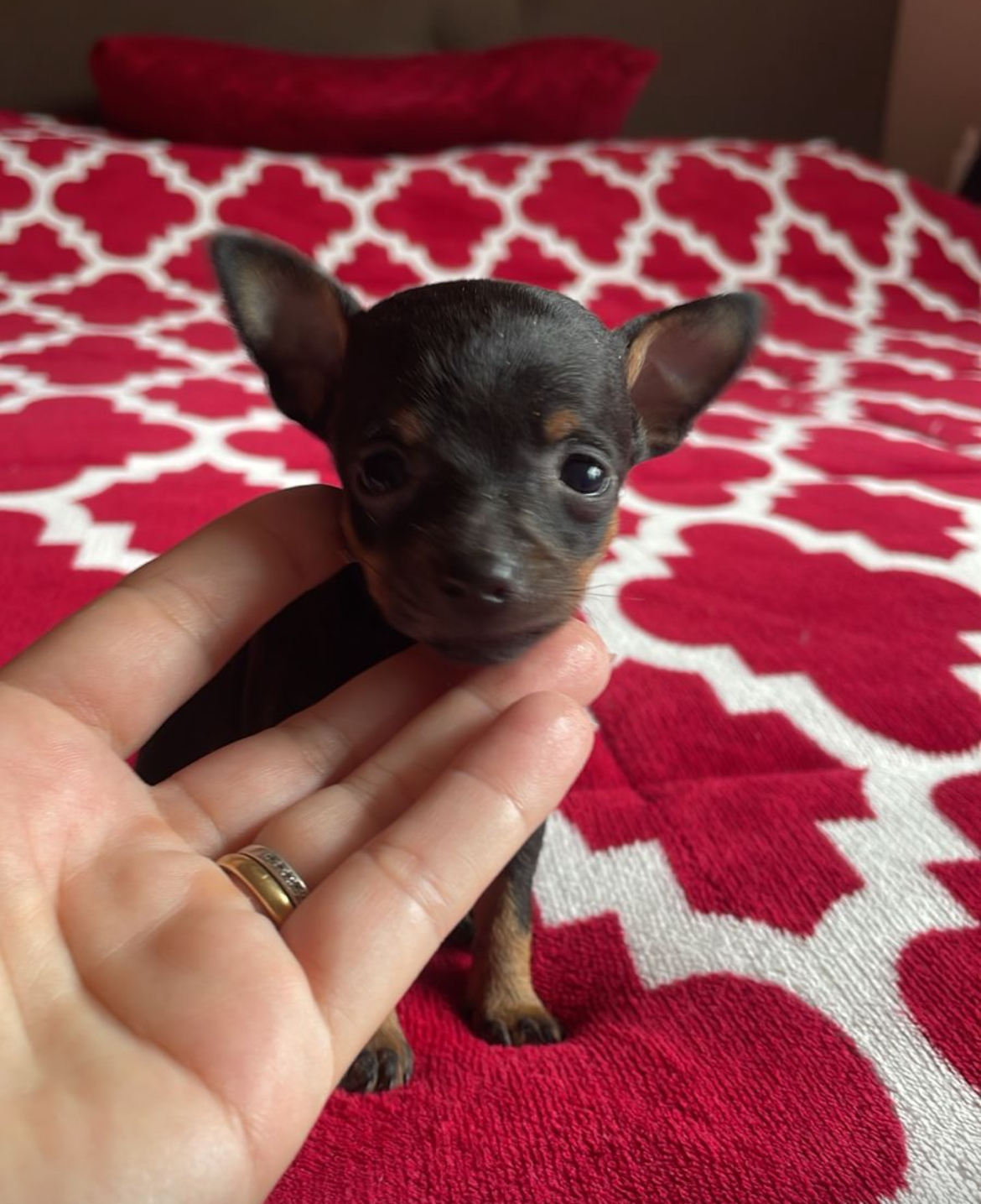 Portal Vendocão Lindo filhote de Pinscher Curitiba