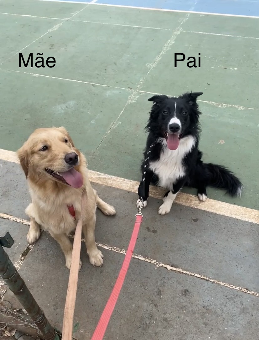 Venda - Foto 4