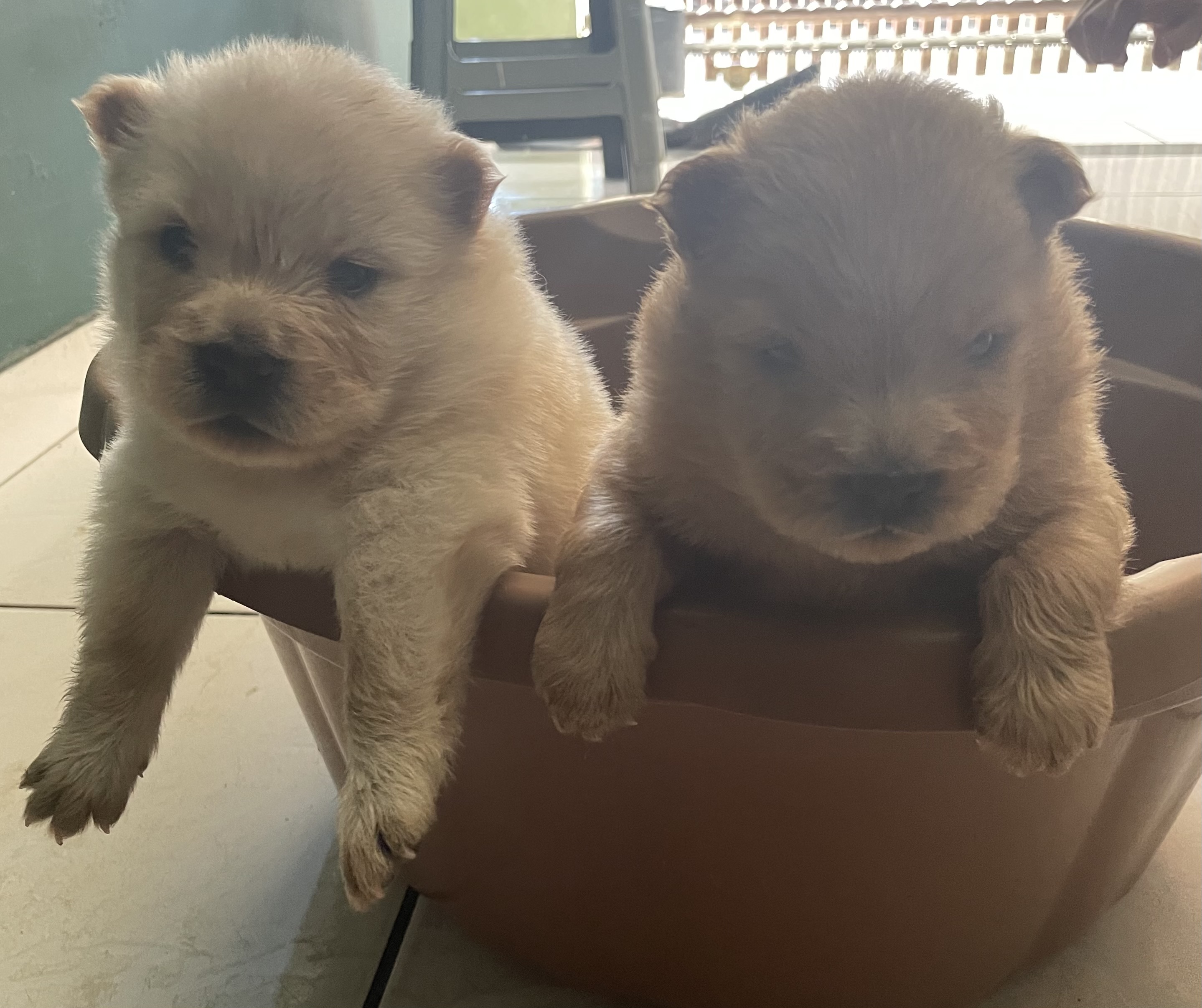 Portal Vendocão Filhote macho Chow-Chow Várzea Grande 