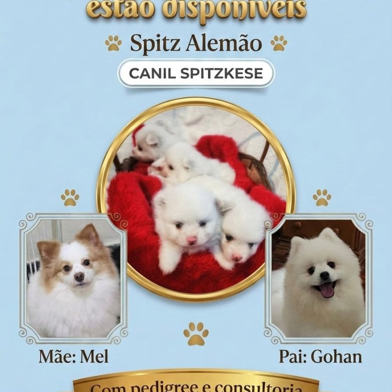 Spitz Alemão- Canil Spitzkese - os maos desejados - Foto 1