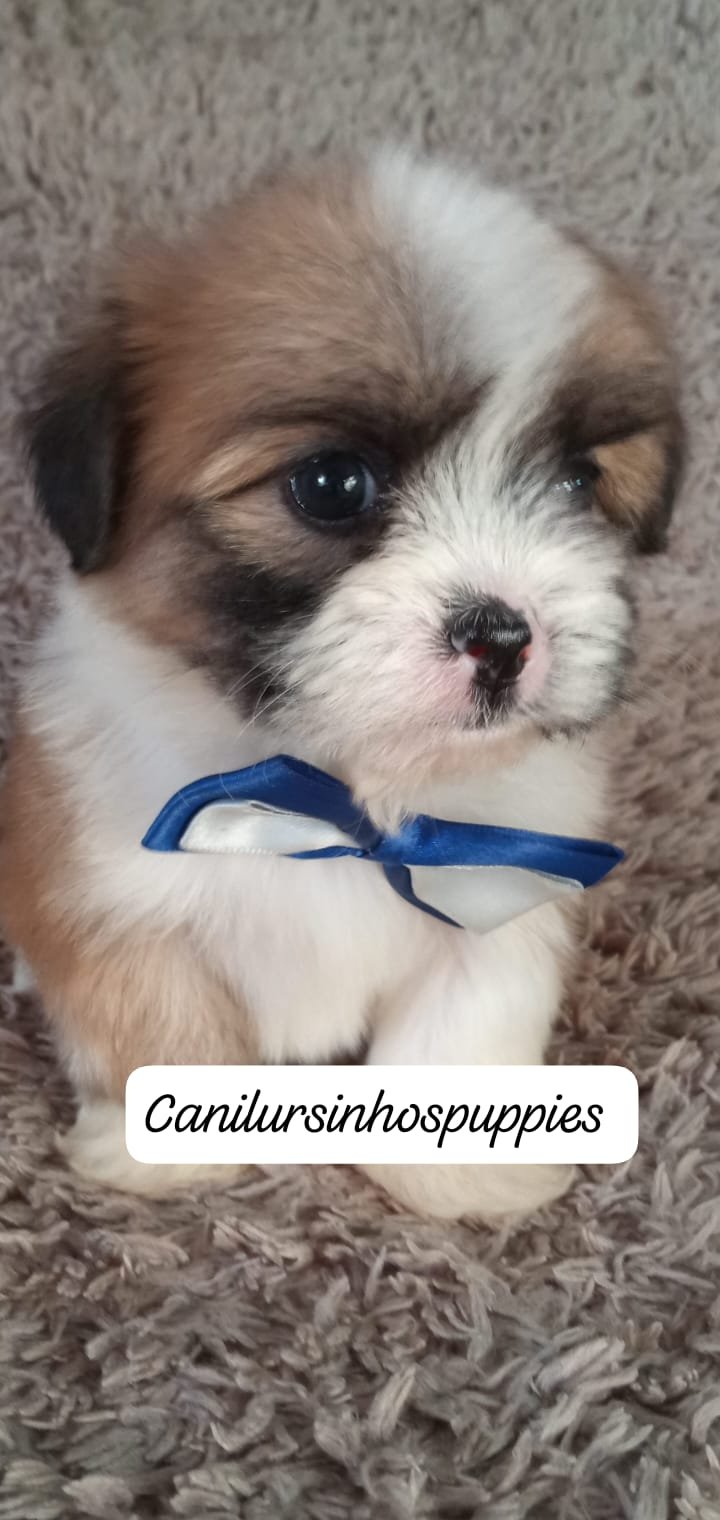 lhasa apso bebes pronta entrega #canilursinhospuppies  - Foto 4