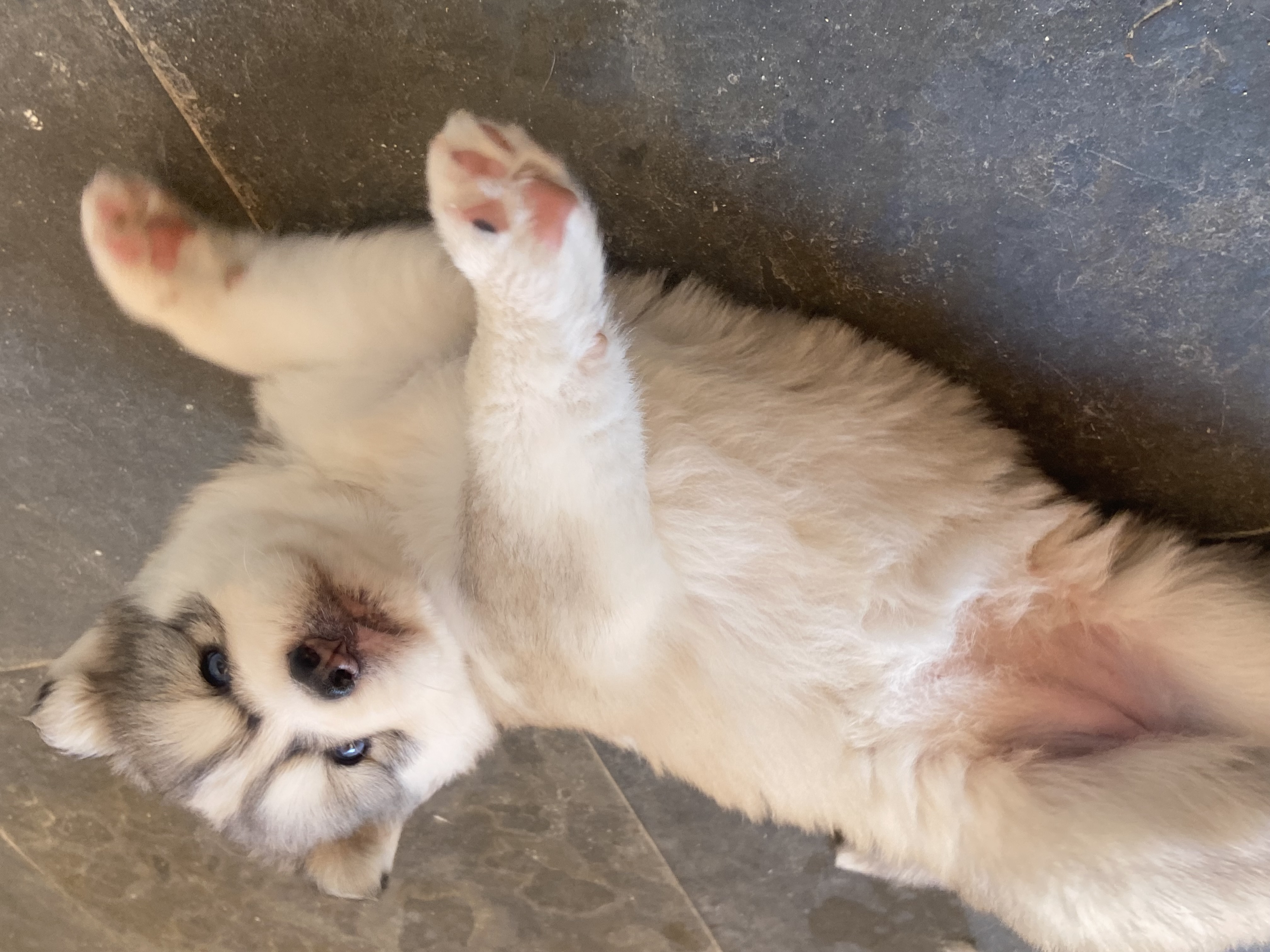 Portal Vendocão Filhotes Husky Siberiano Wooly olhos azuis pelo longo Belo Horizonte 