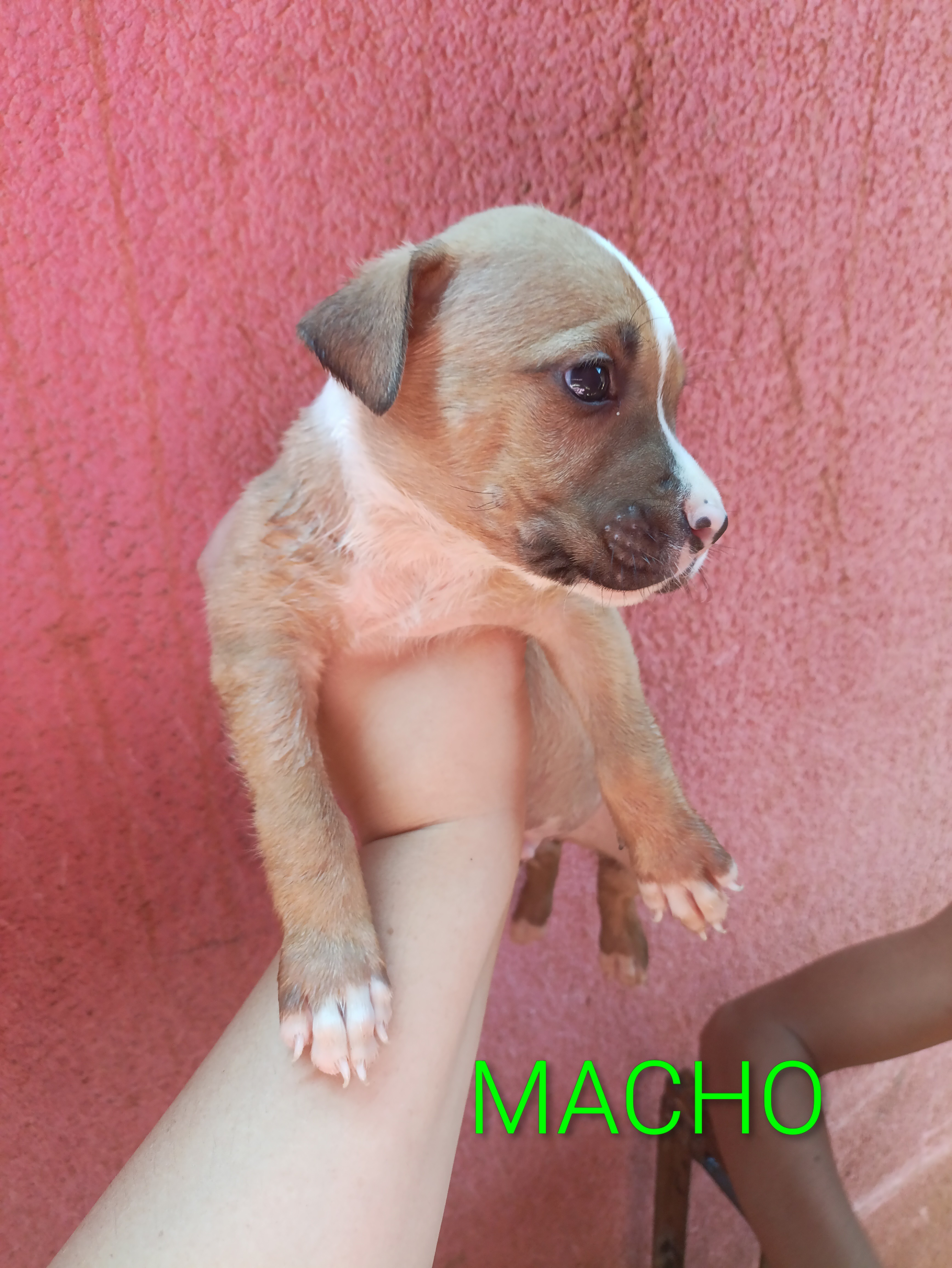 Portal Vendocão Pitbull Campo grande