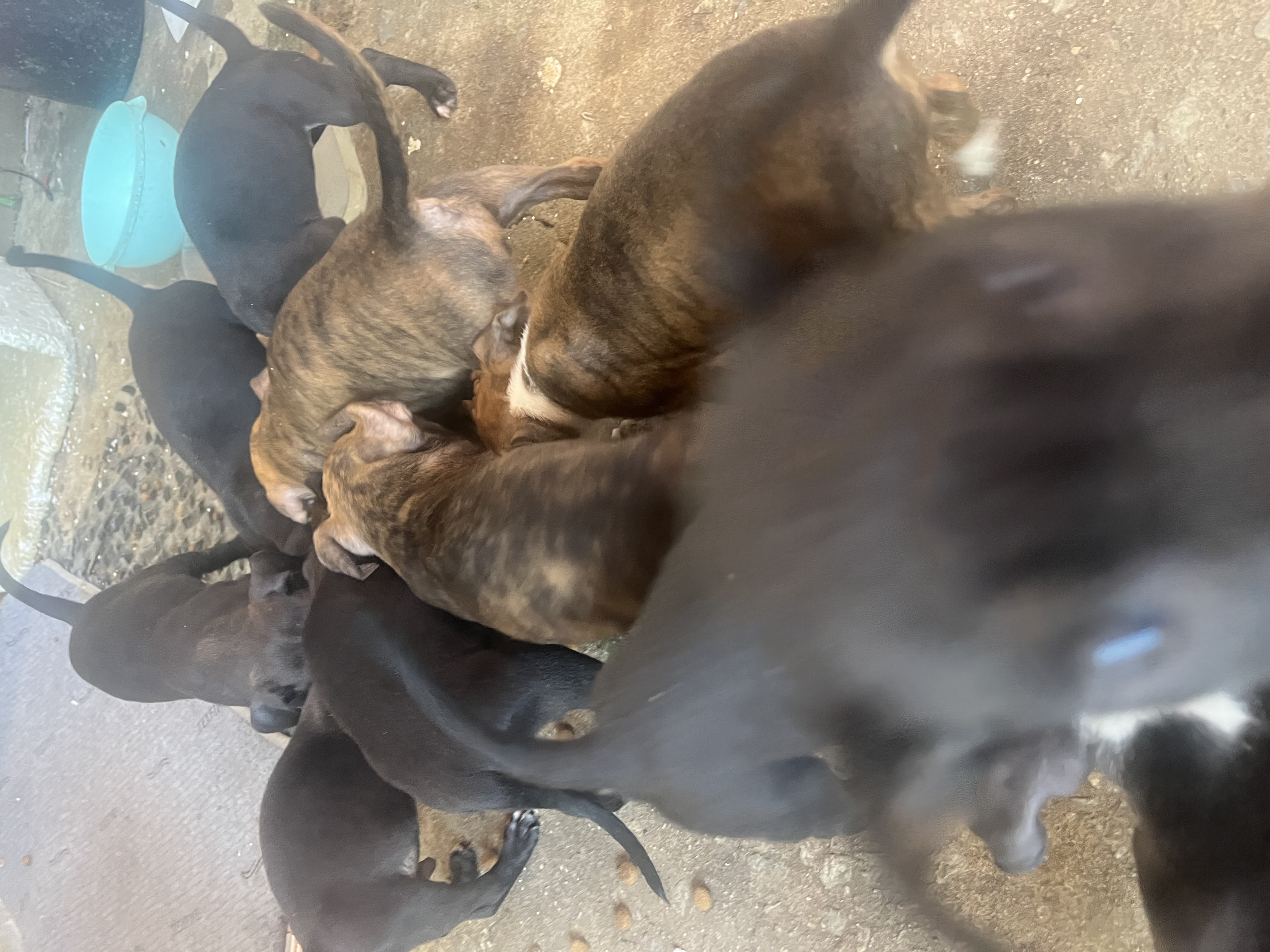 Filhote American bully  - Foto 2
