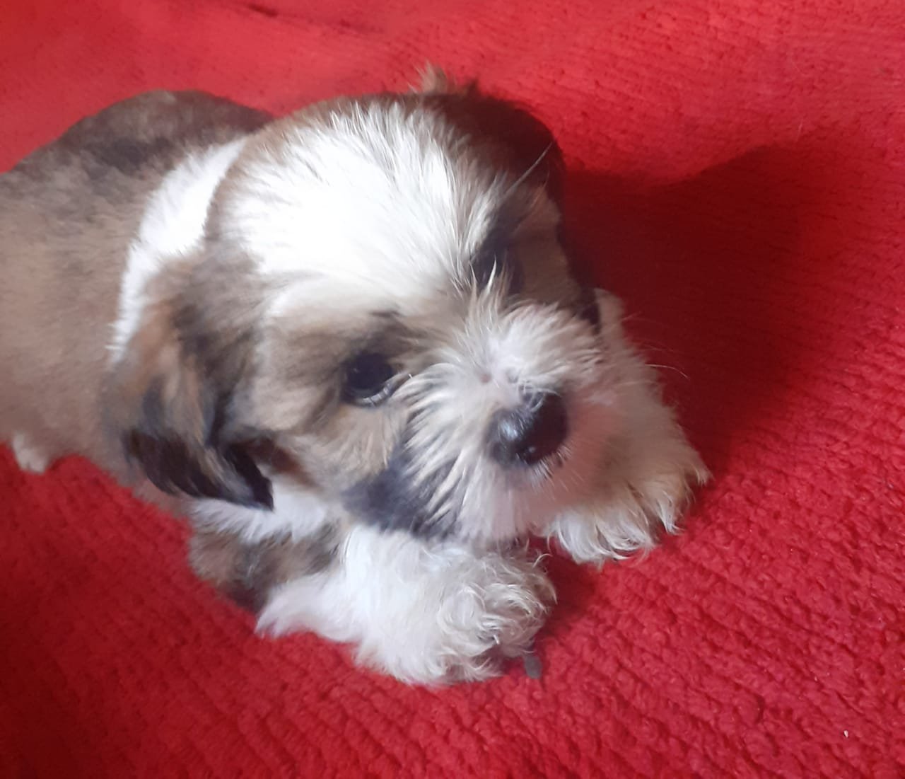 Shitzu com Yorkshire  - Foto 1