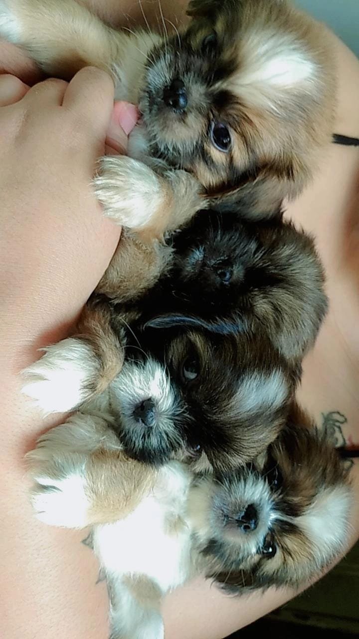 Vendo filhotes de shih Tzu  - Foto 1