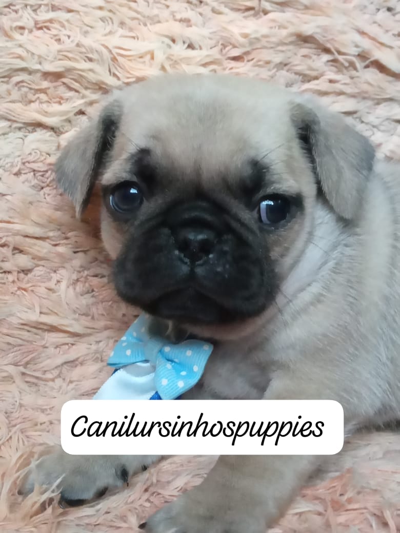 Portal Vendocão pug referencia na criação da raça @canilursinhospuppies  são jose dos campos 