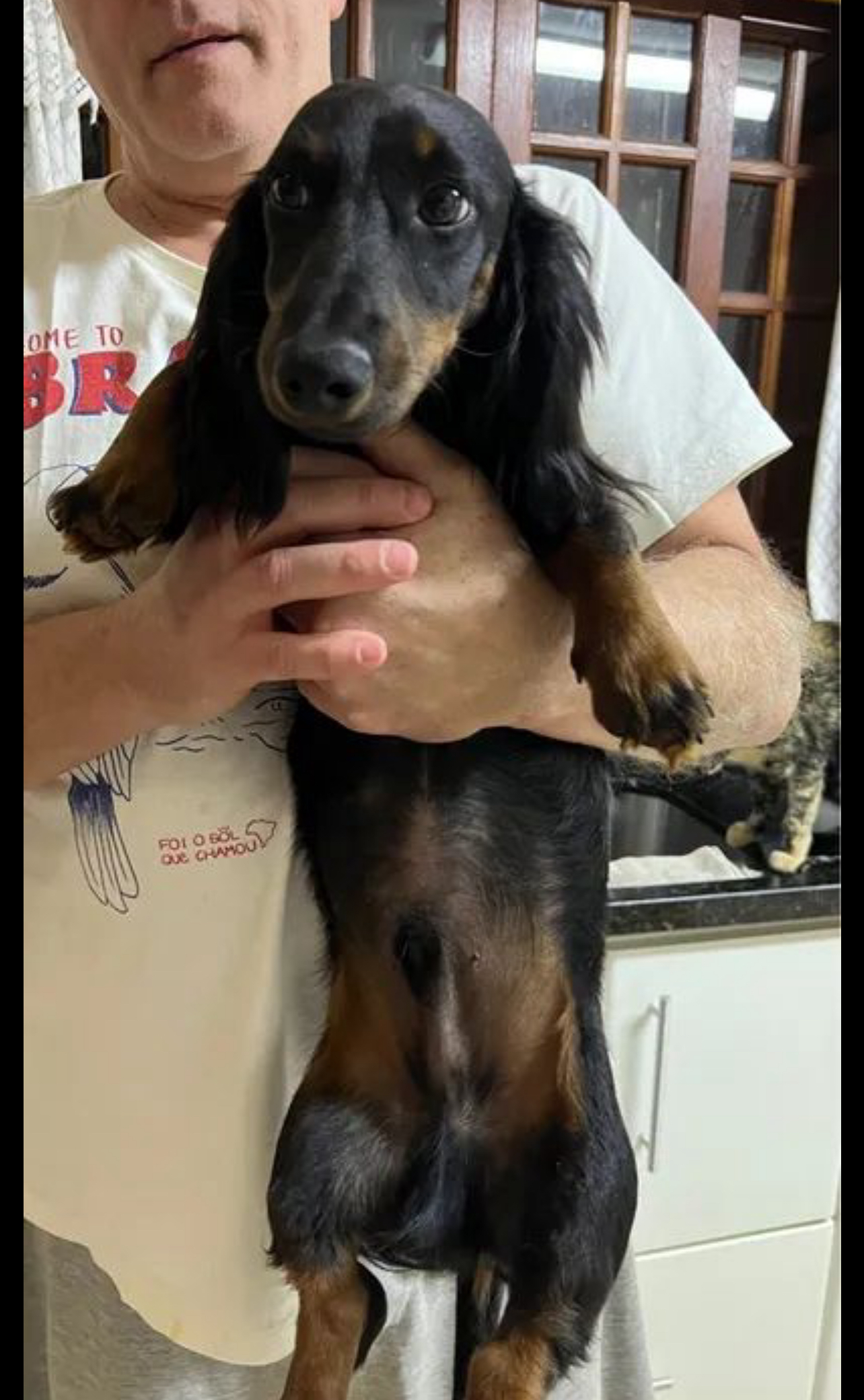 Portal Vendocão Filhote daschund pelo longo  Sorocaba 