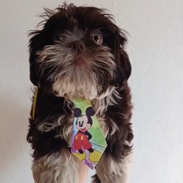 Shih tzu macho chocolate - Foto 2