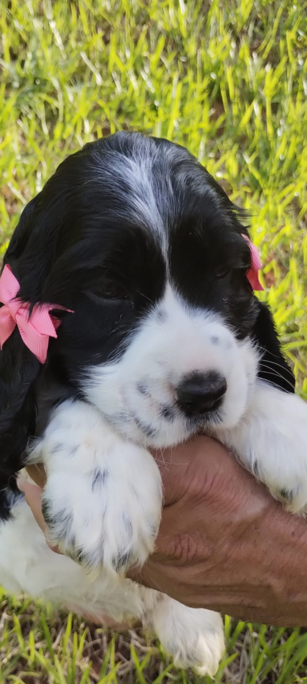 Portal Vendocão Filhotes de cocker Spaniel inglês  São José dos Campos