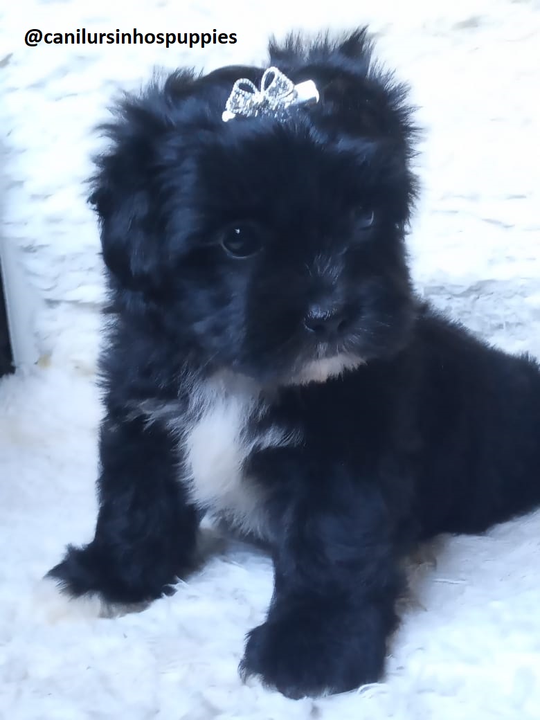 Portal Vendocão lhasa apso bebes pronta entrega #canilursinhospuppies  guarulhos
