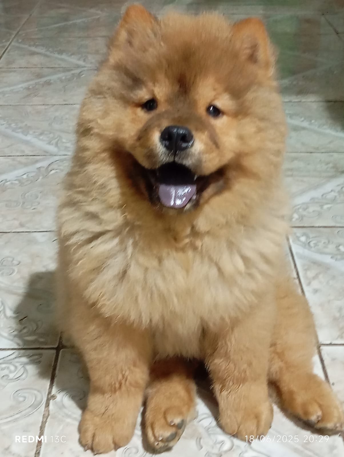 CHOW CHOW filhotes  - Foto 4