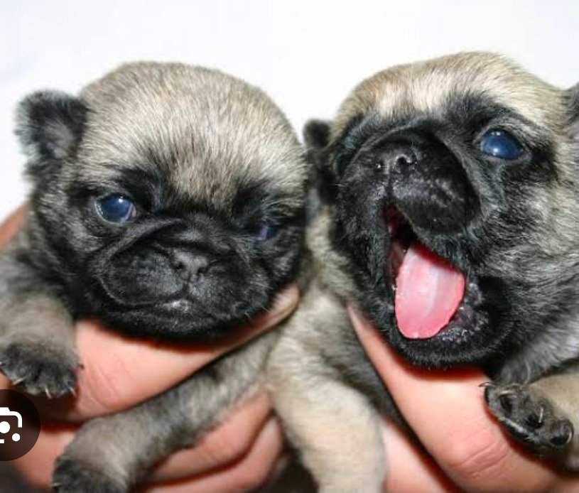 Pug fêmeas - Foto 2