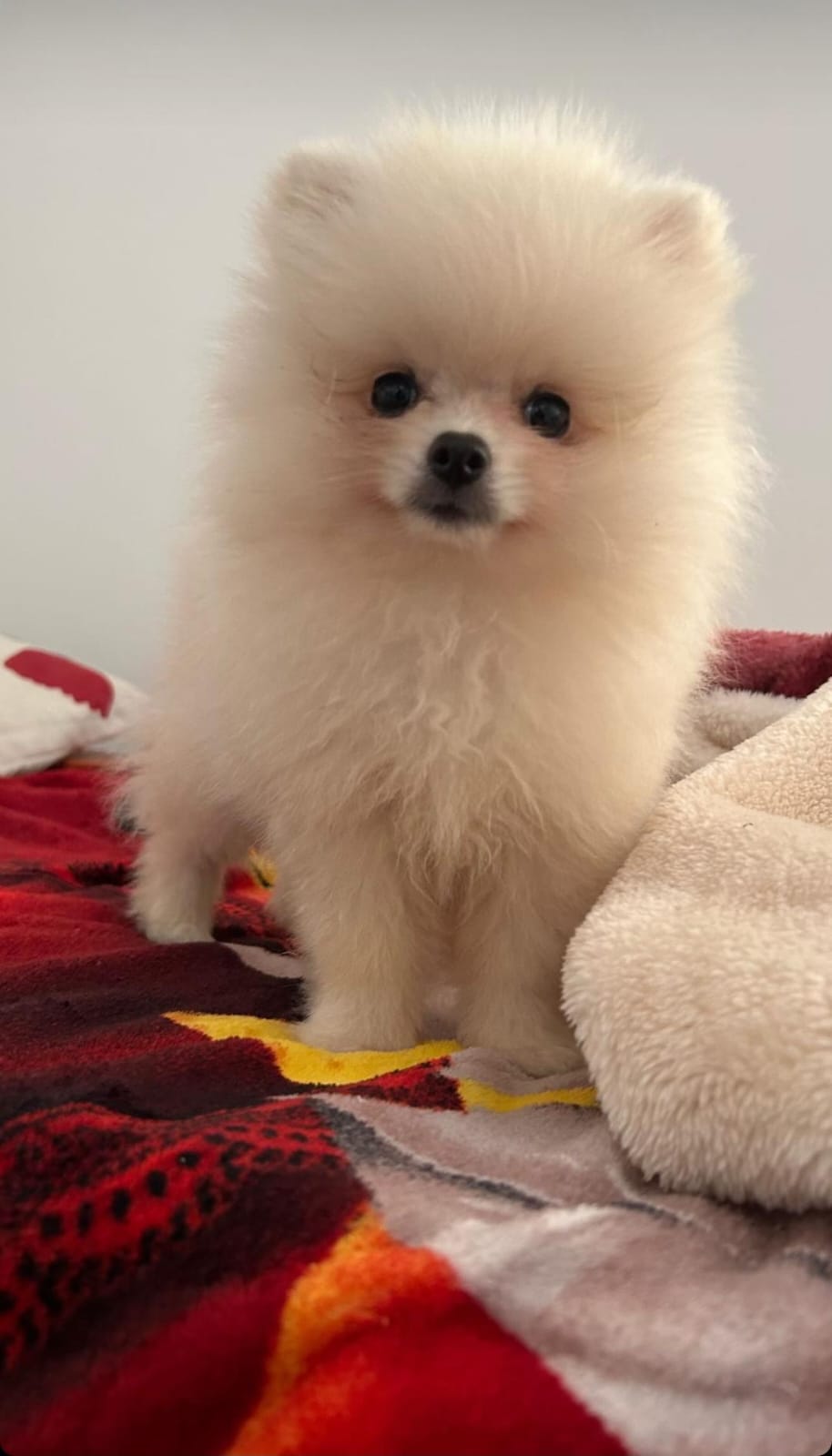 Filhote Lulu da Pomerânia (Spitz Alemão) - Foto 2