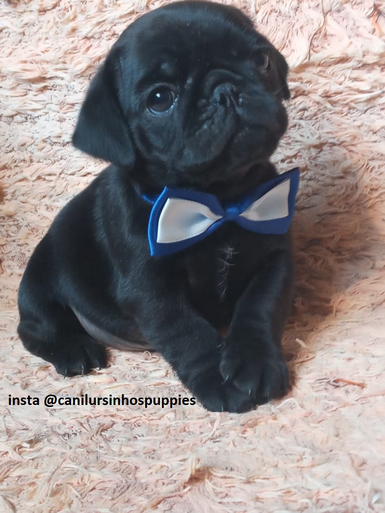 Portal Vendocão pug perfeitos bebes pronta entrega #canilursinhospuppies são paulo 