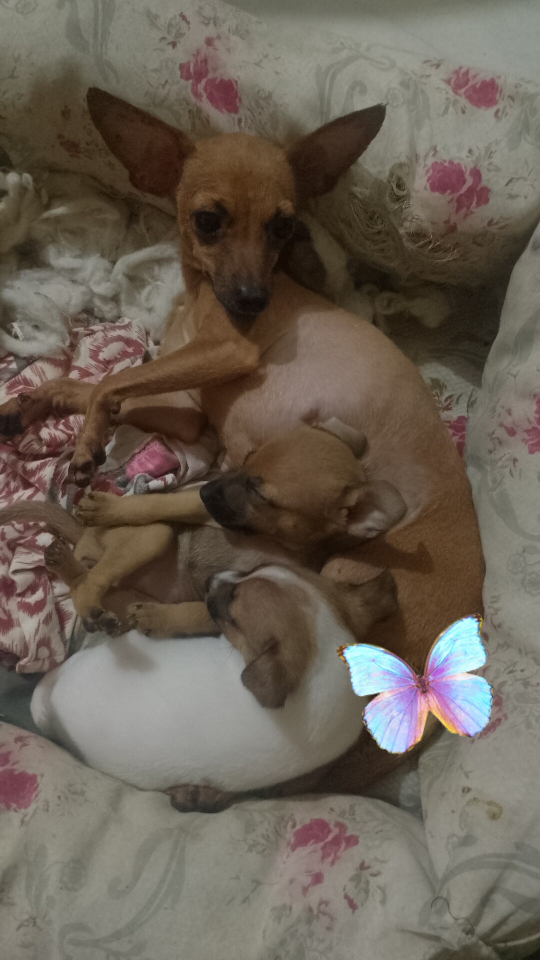 Portal Vendocão Vendo 2 fêmeas pinscher n1 Belém