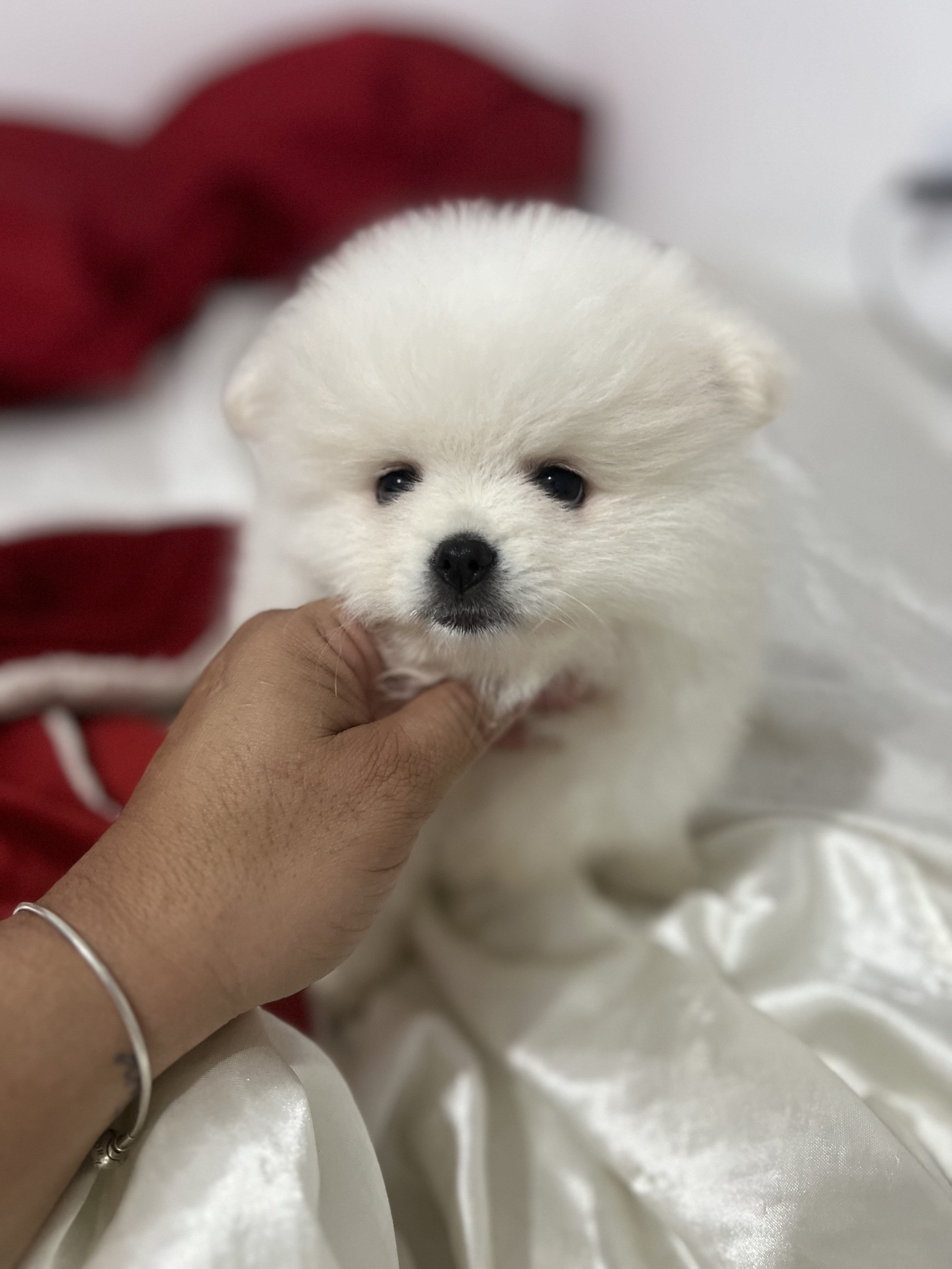 Portal Vendocão Linda fêmea Splitz alemão ( Lulu da pomerania ) Rio de Janeiro 