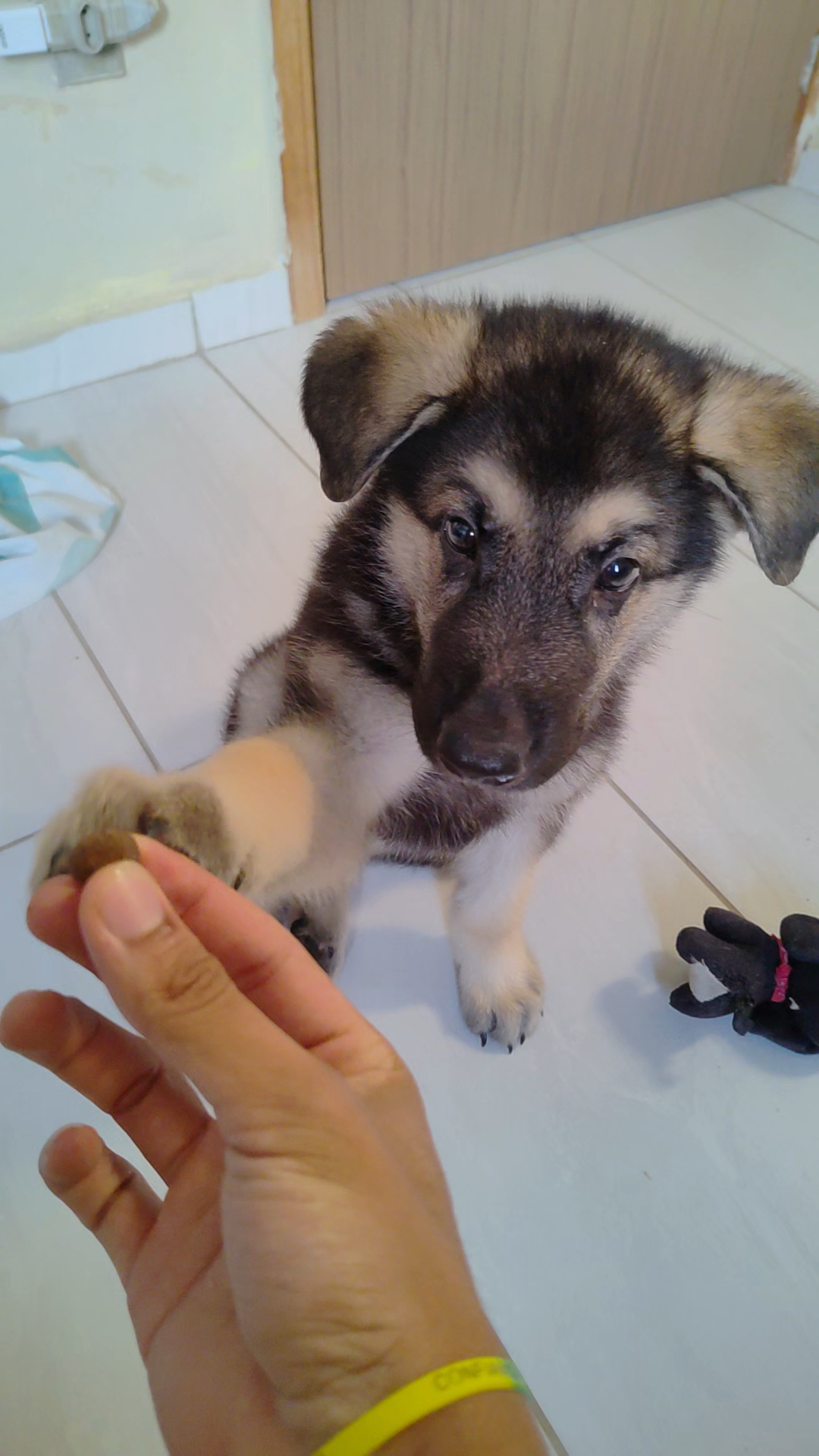 Portal Vendocão Filhote de pastor alemão macho  Olinda