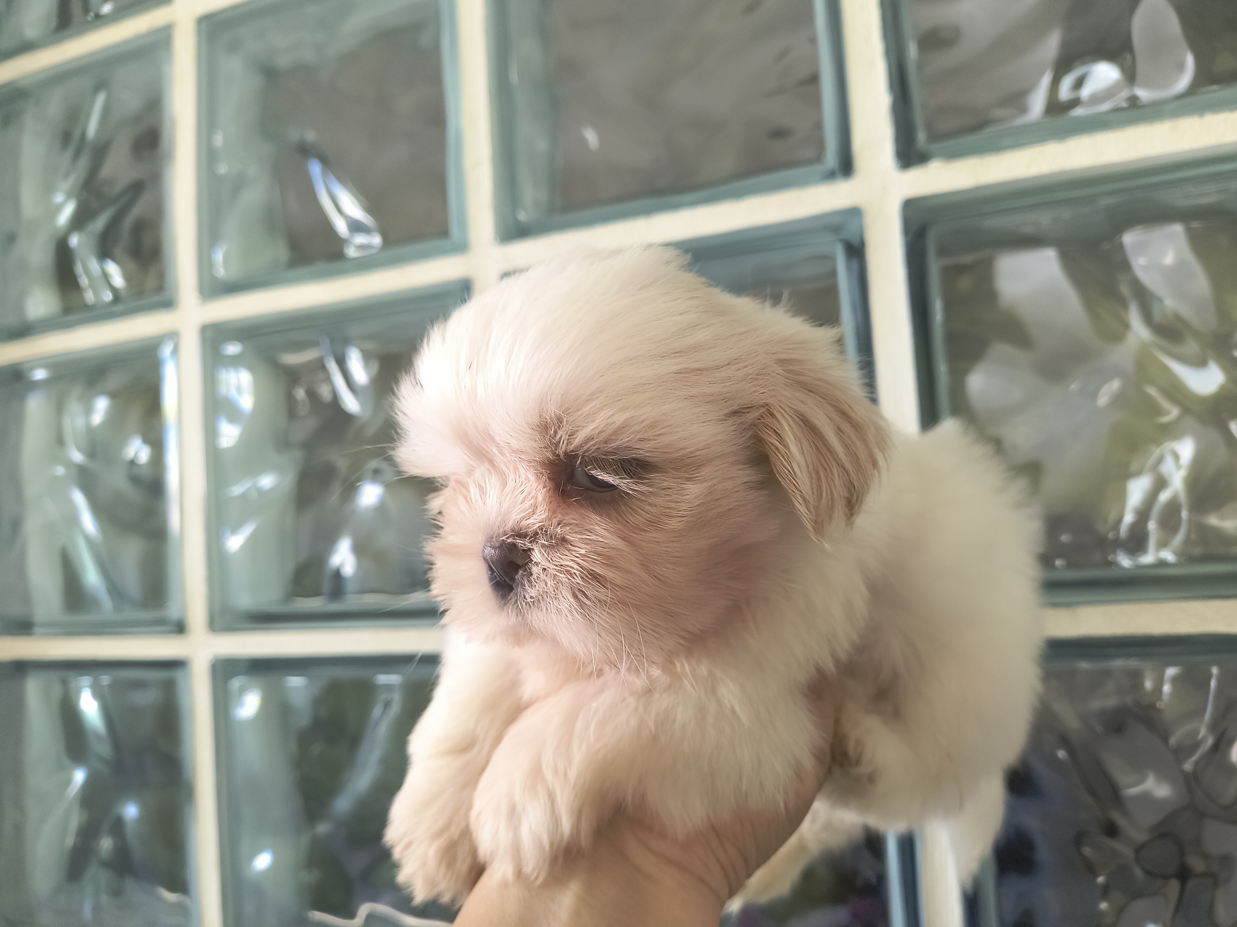 Portal Vendocão Filhote de Shihtzu Areia e branco  Rio de Janeiro
