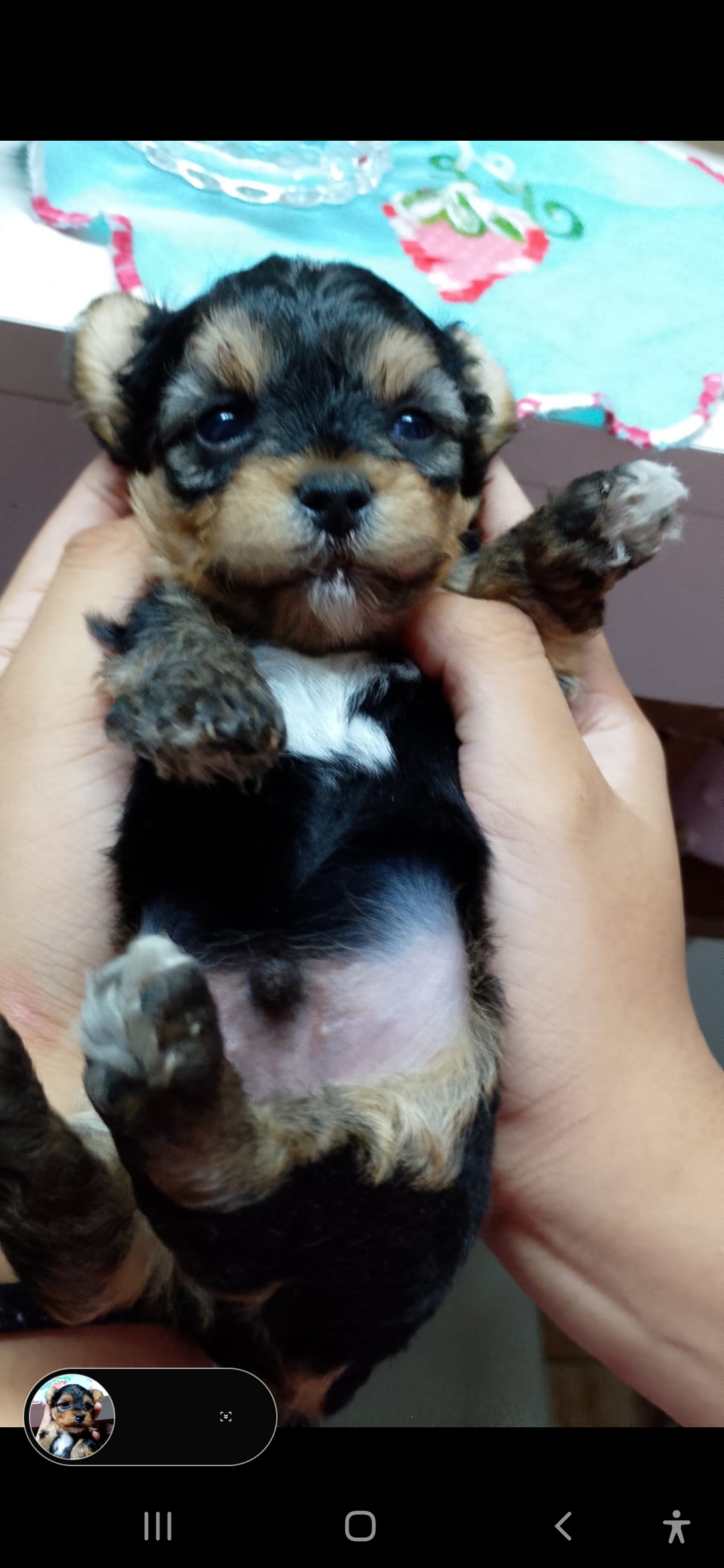 Portal Vendocão Filhotes de yorkshire terrier  Niteroi