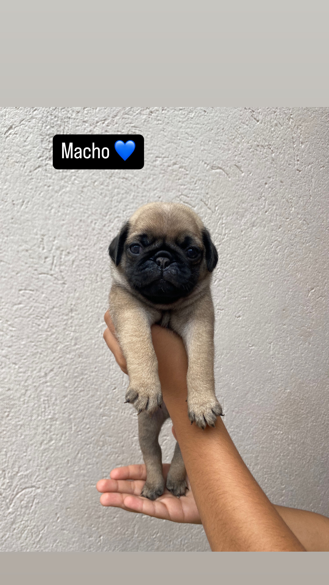 Portal Vendocão Filhotes Pug de alto padrão  Belo Horizonte 