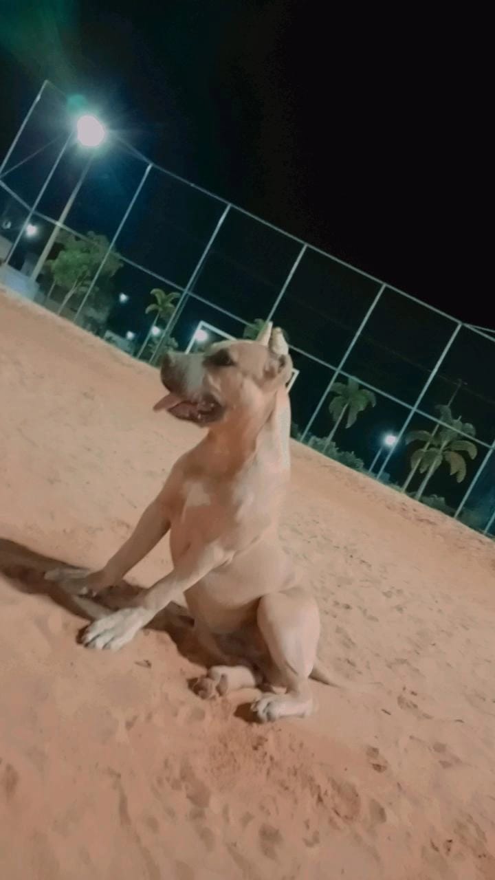 Portal Vendocão Vendo filhote de pitmonster puro  Primavera do leste MT 