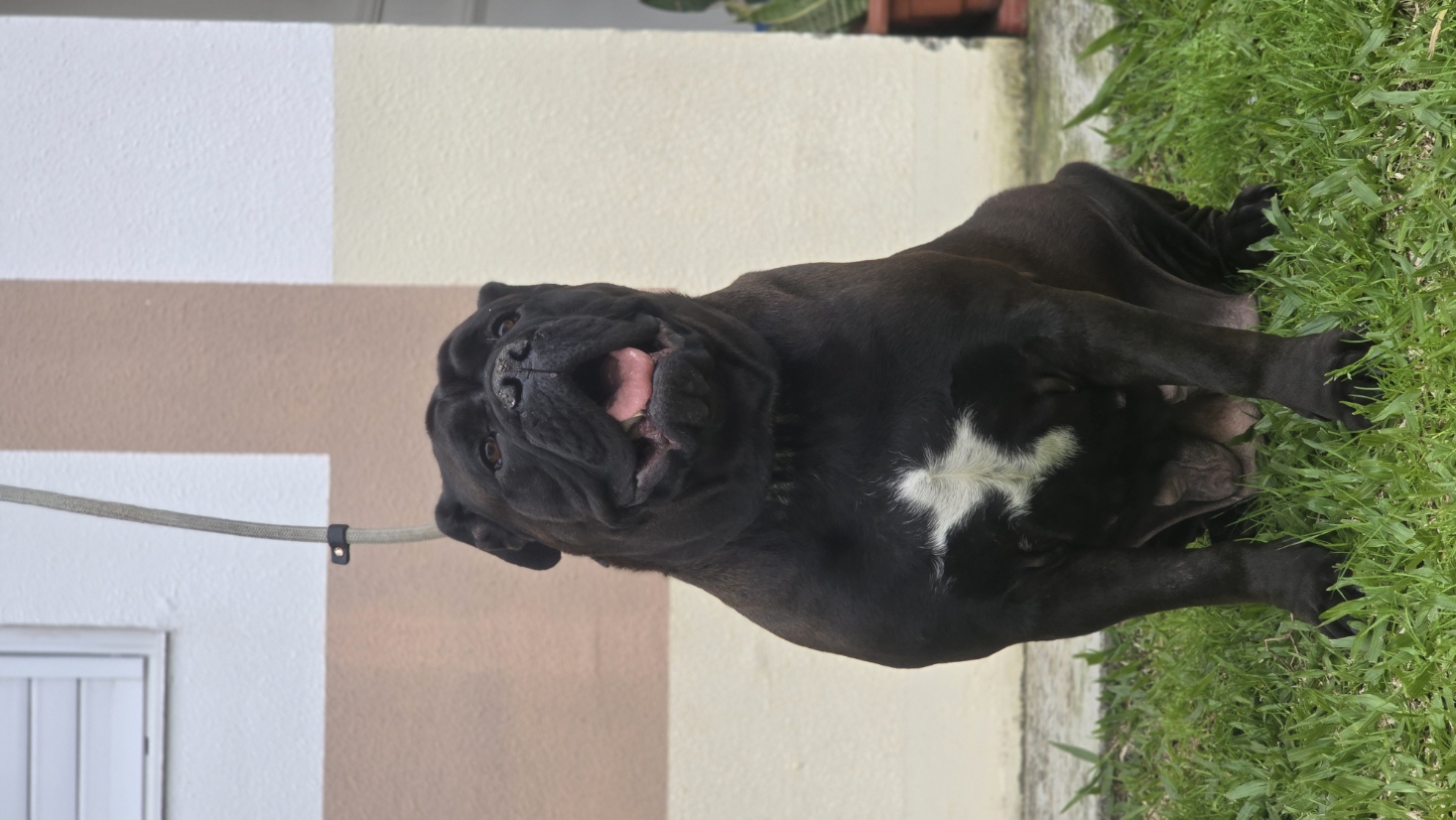 Portal Vendocão Filhotes Buldogue Campeiro Pelotas