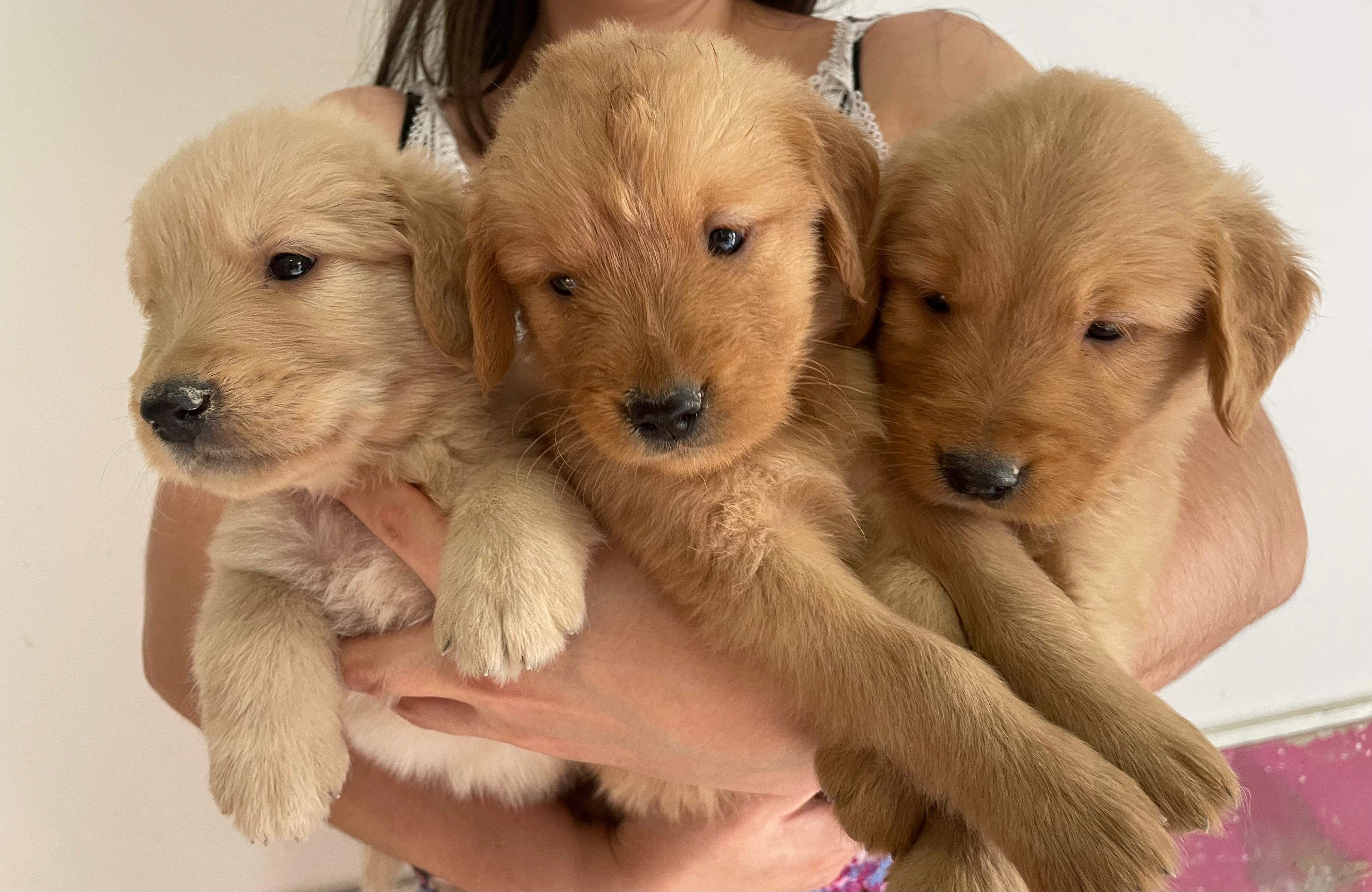 Portal Vendocão Filhotes de Golden Retriev1er  São José dos Campos 