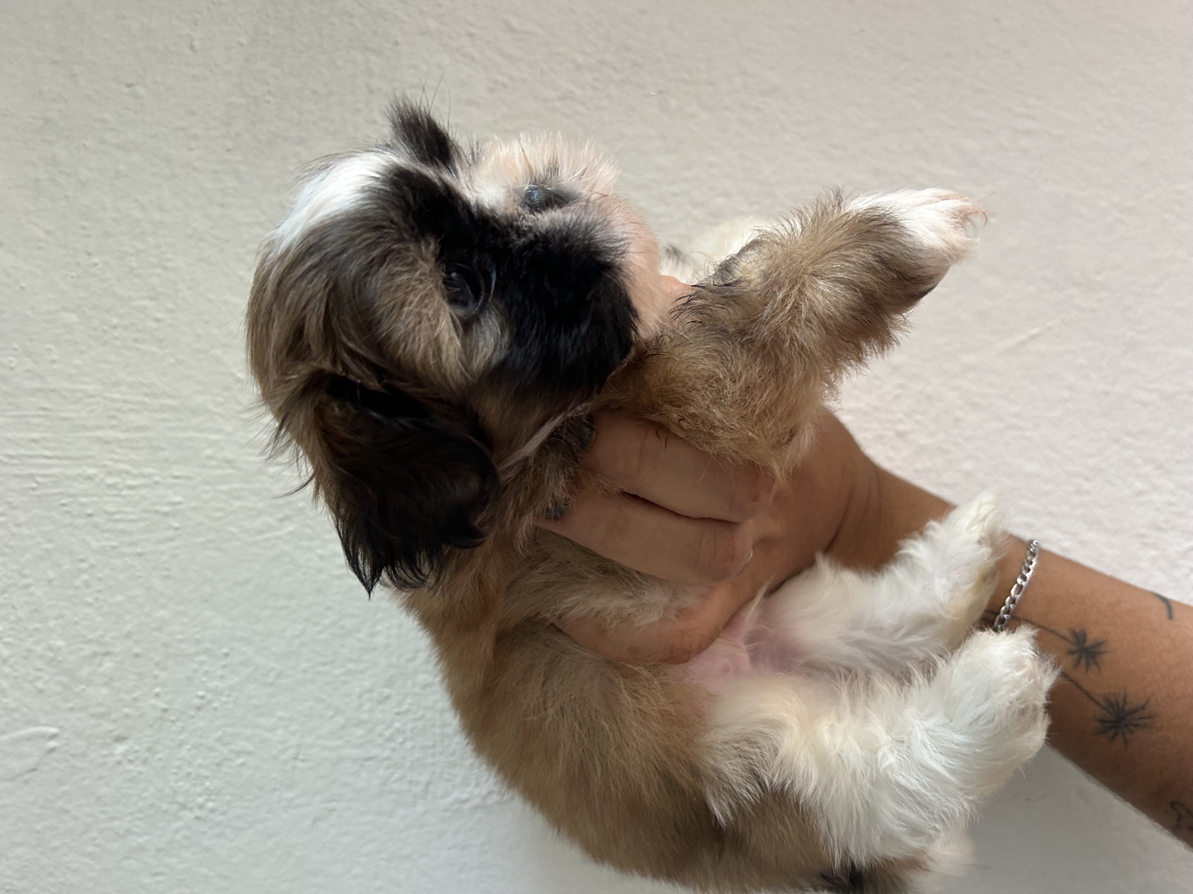 Portal Vendocão Shihtzu Machinho Rio de Janeiro 