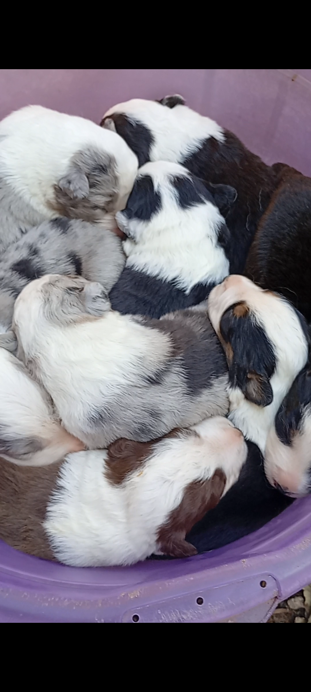 Filhotes de Border Collie - Foto 1