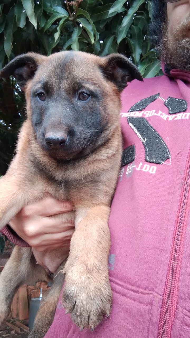 Pastor belga malinois  - Foto 4