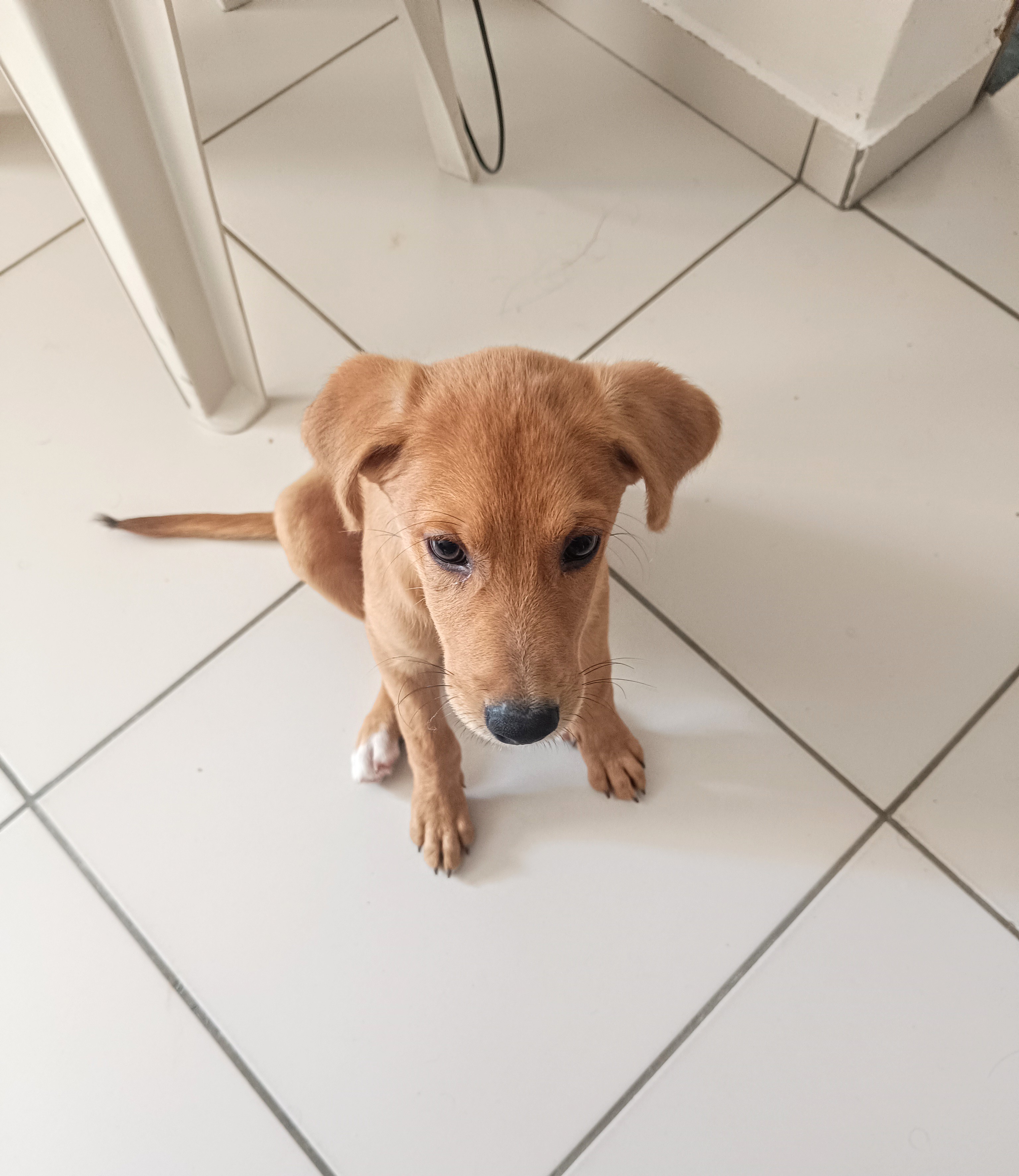 Portal Vendocão Cachorro filhote  João Pessoa 