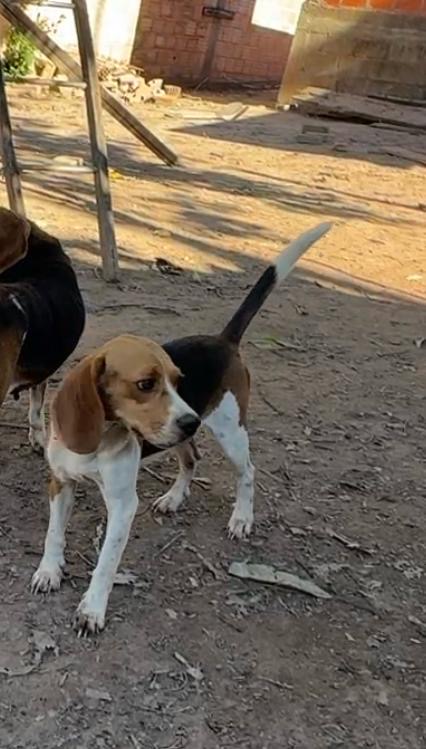 Cachorro Beagle 