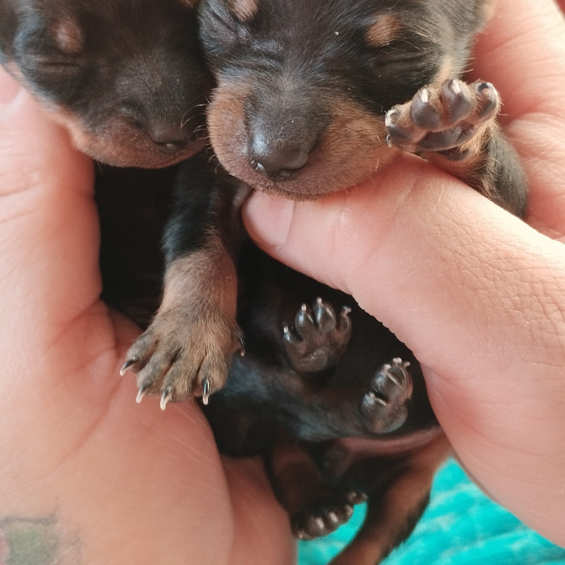 Filhote de pinscher legítimo - Foto 1