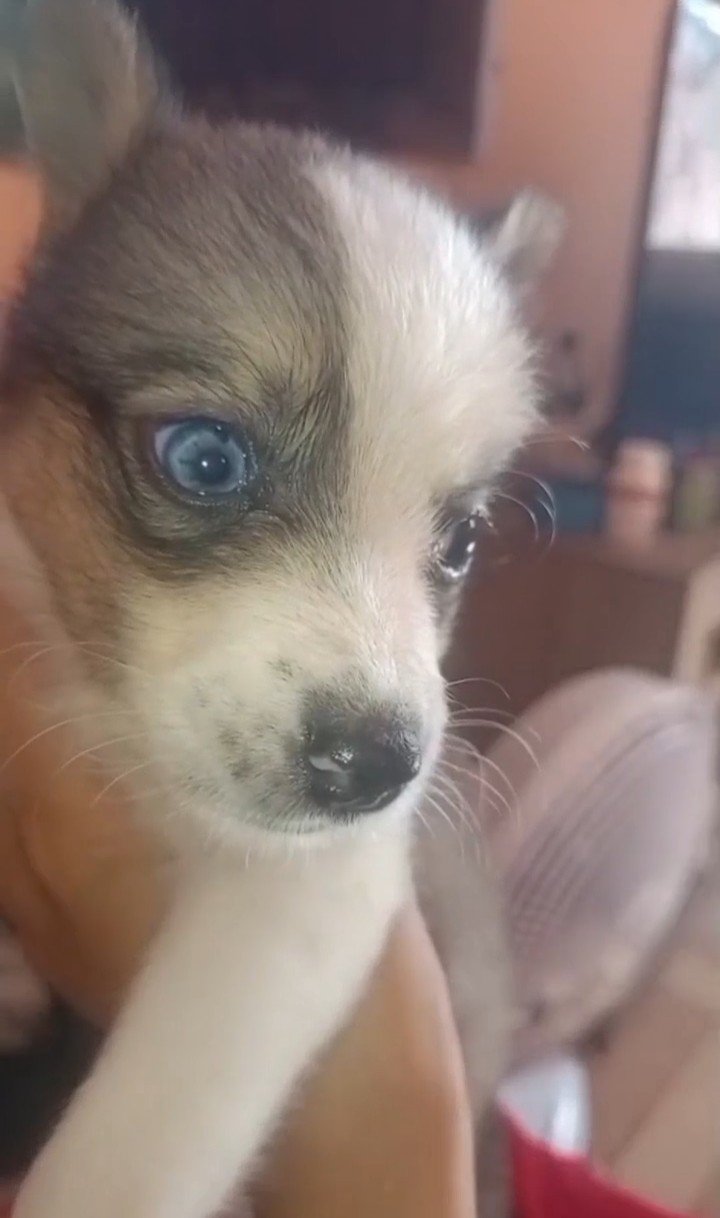 Filhote poodle com husky siberiano - Foto 1
