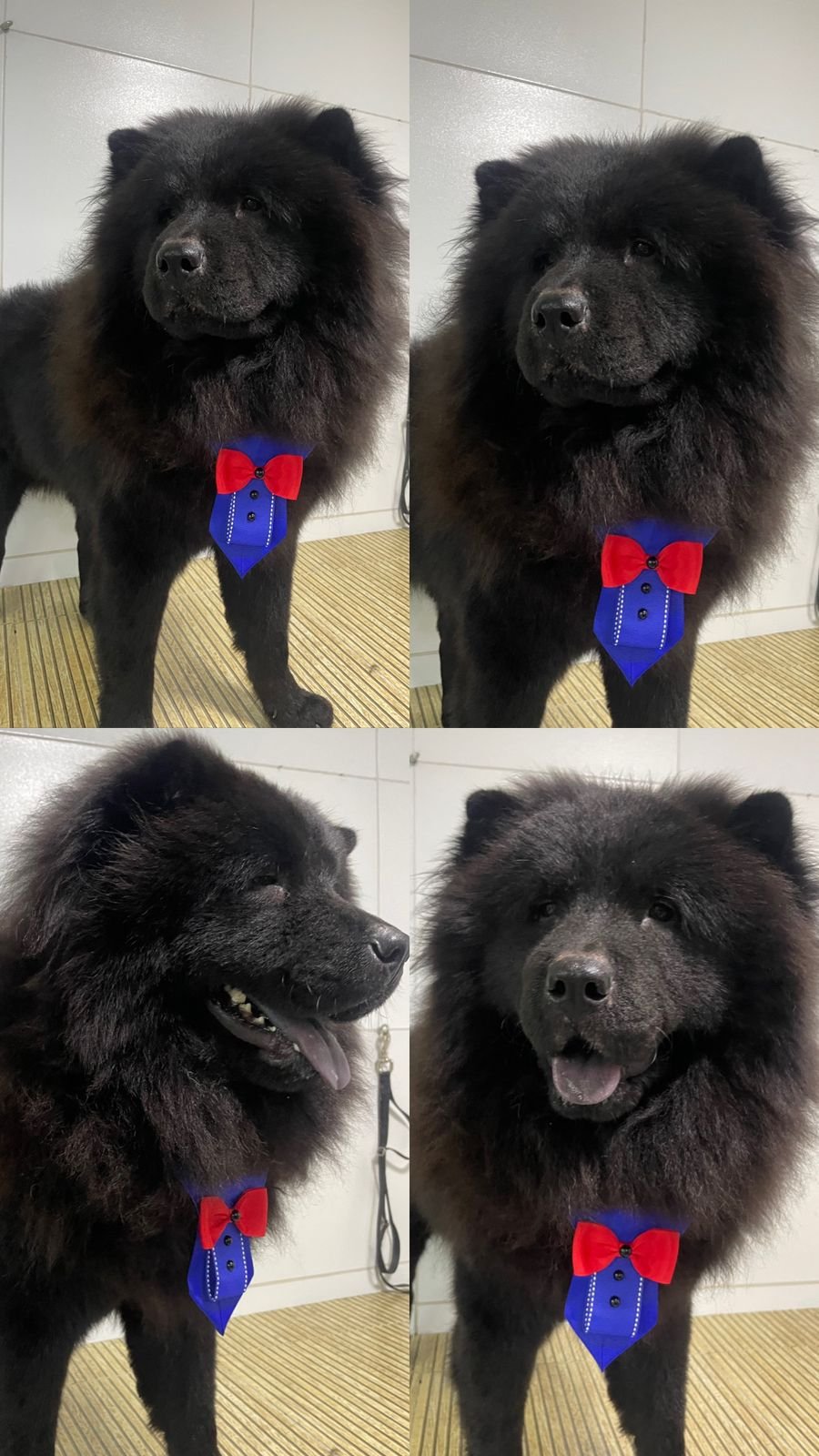 Vendo Filhote de cachorro chow chow puro