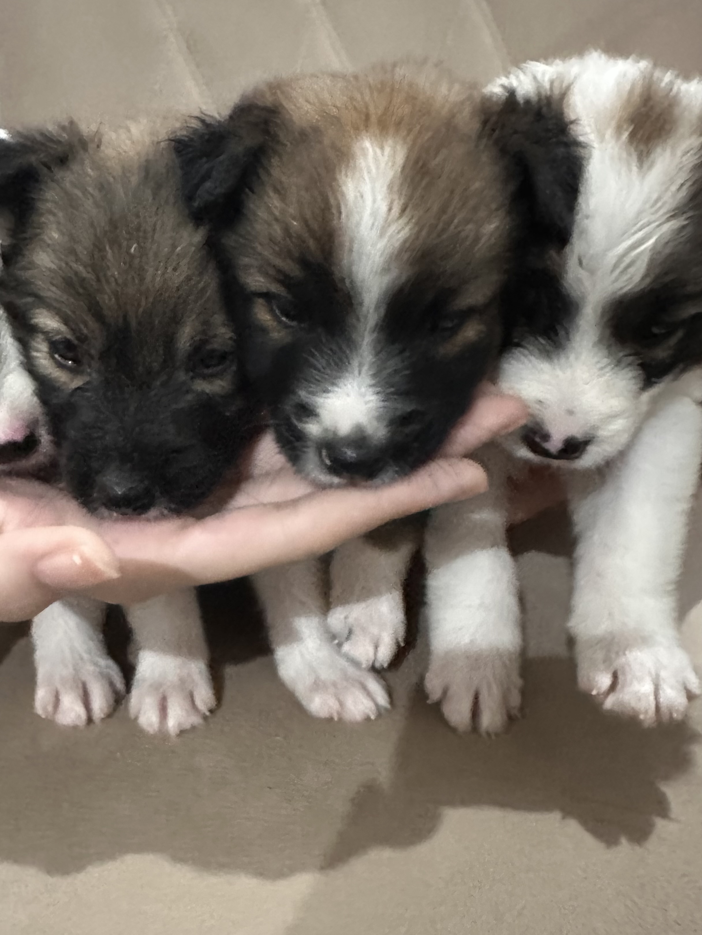 Portal Vendocão Filhotes Border collie/ collie Maceió