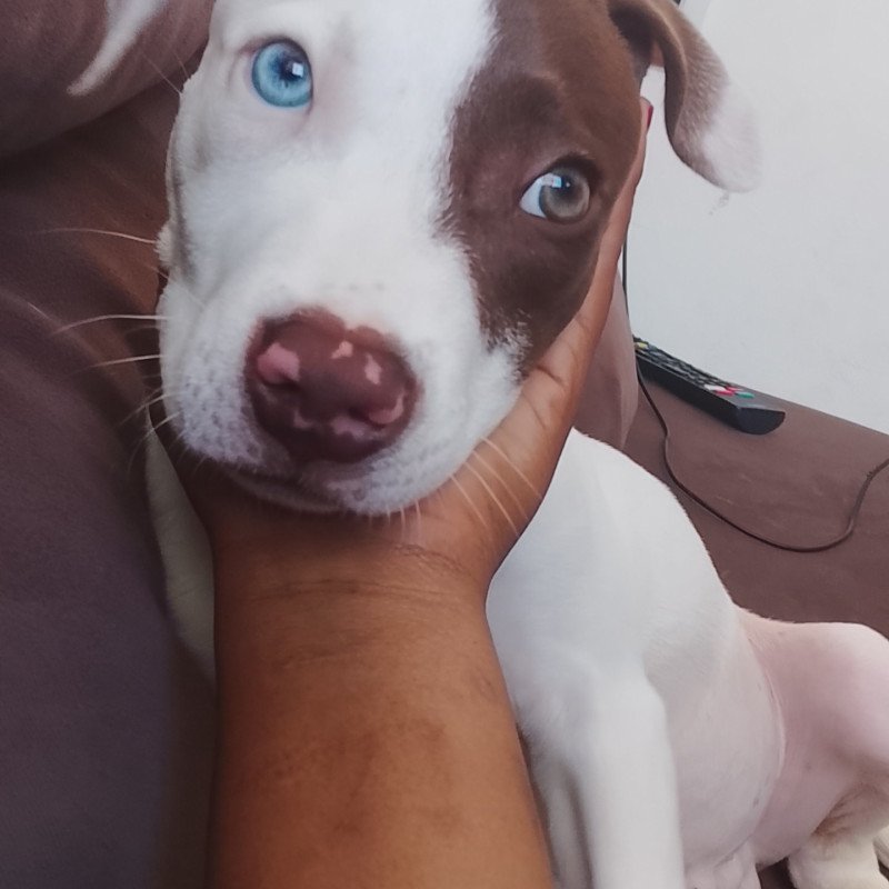 Filhote de Pitbull apuro