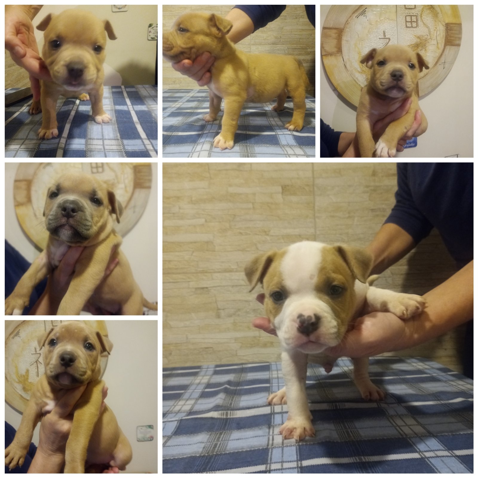 Filhotes de american bully  - Foto 1