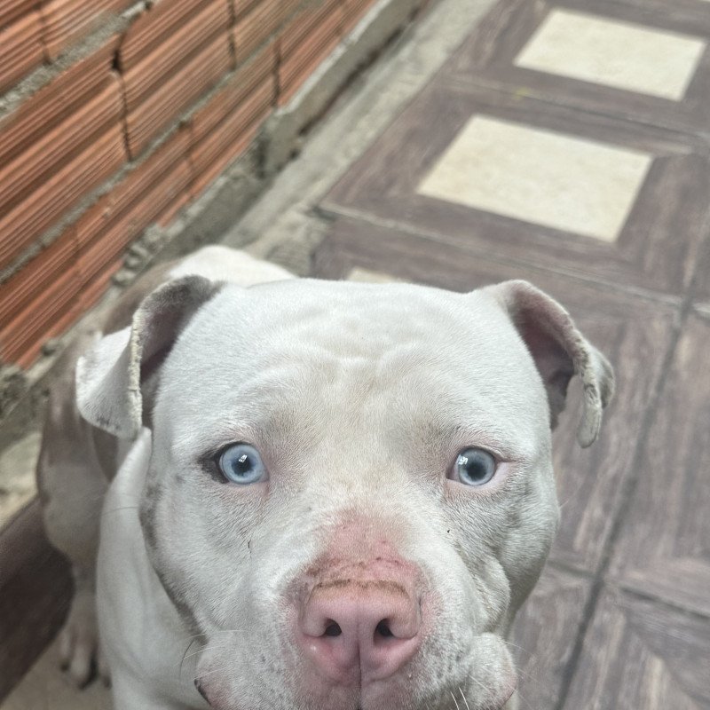 American Bully - 1 ano