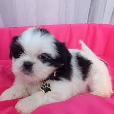shih tzu // macho- 750,00-Femea - 1000 - Foto 1