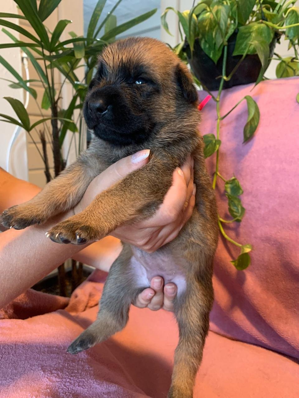 Lindos filhotes de Pastor Belga Malinois - Foto 2