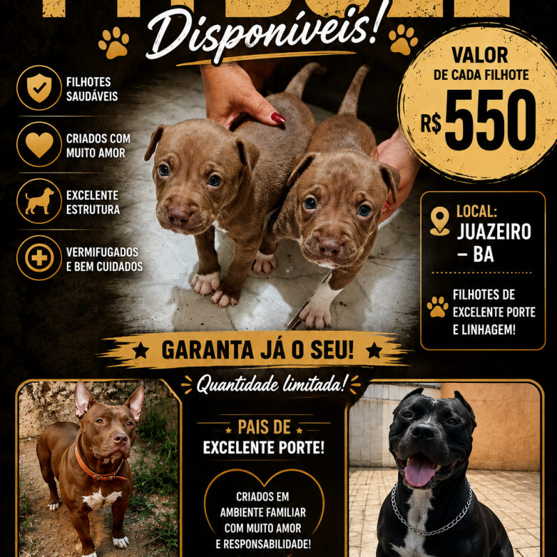 Filhote de Pitbull pra vender em Juazeiro da Bahia