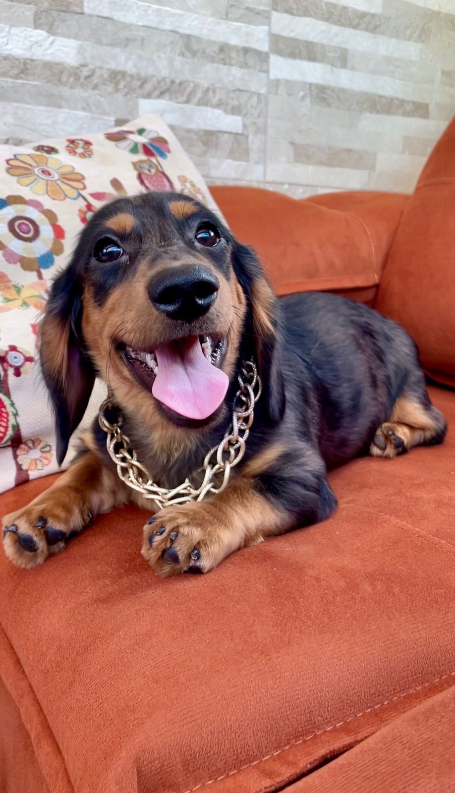 Portal Vendocão Vende-se Lindo Filhote De Dachshund Macho ( Teckel ) Pelos Longos Recife