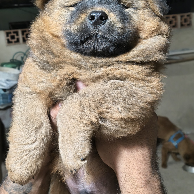 Filhotes de Chow chow - Foto 3