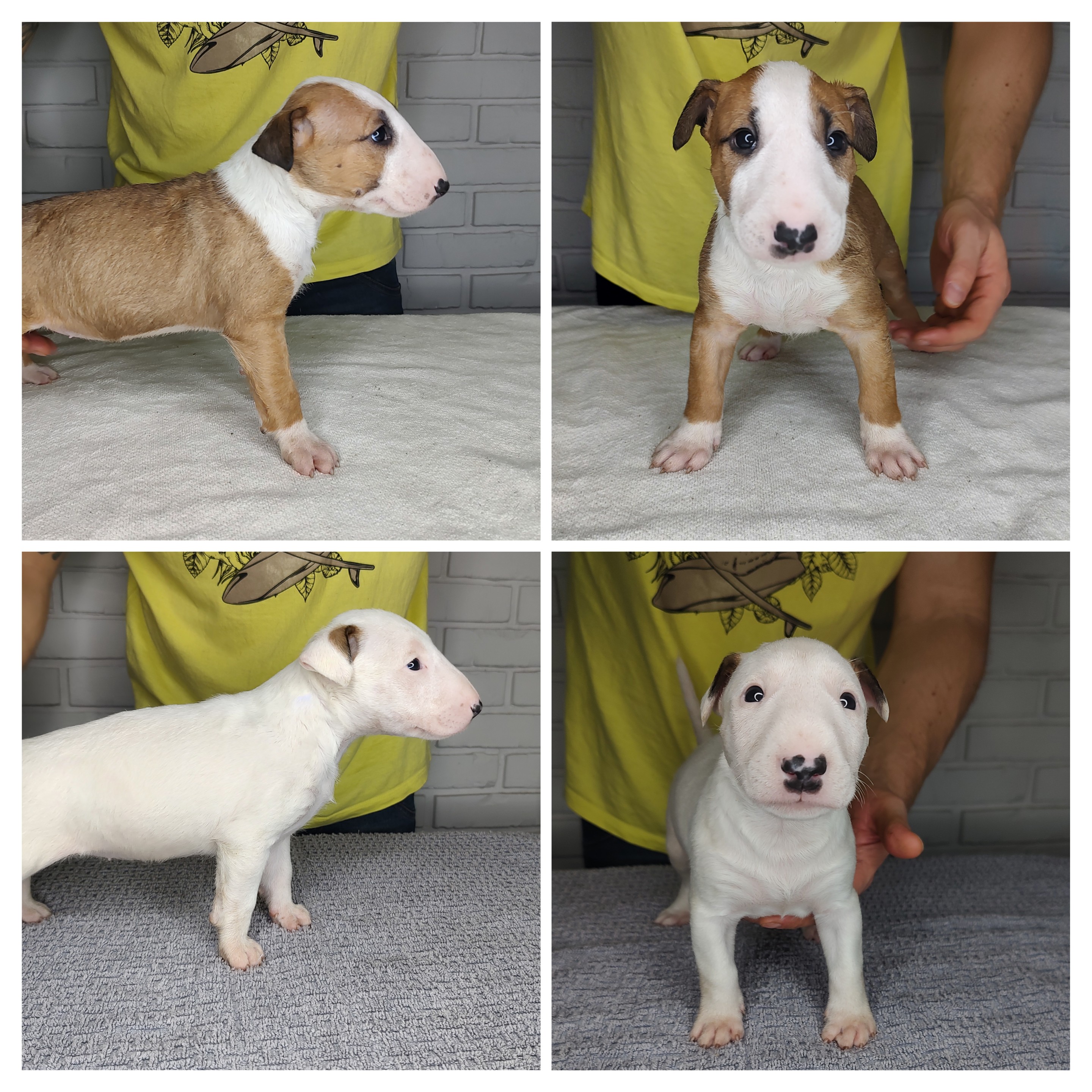 Portal Vendocão Filhotes de Bullterrier  Porto Alegre