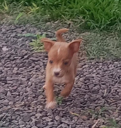 Portal Vendocão Pinscher n1 Campo Grande