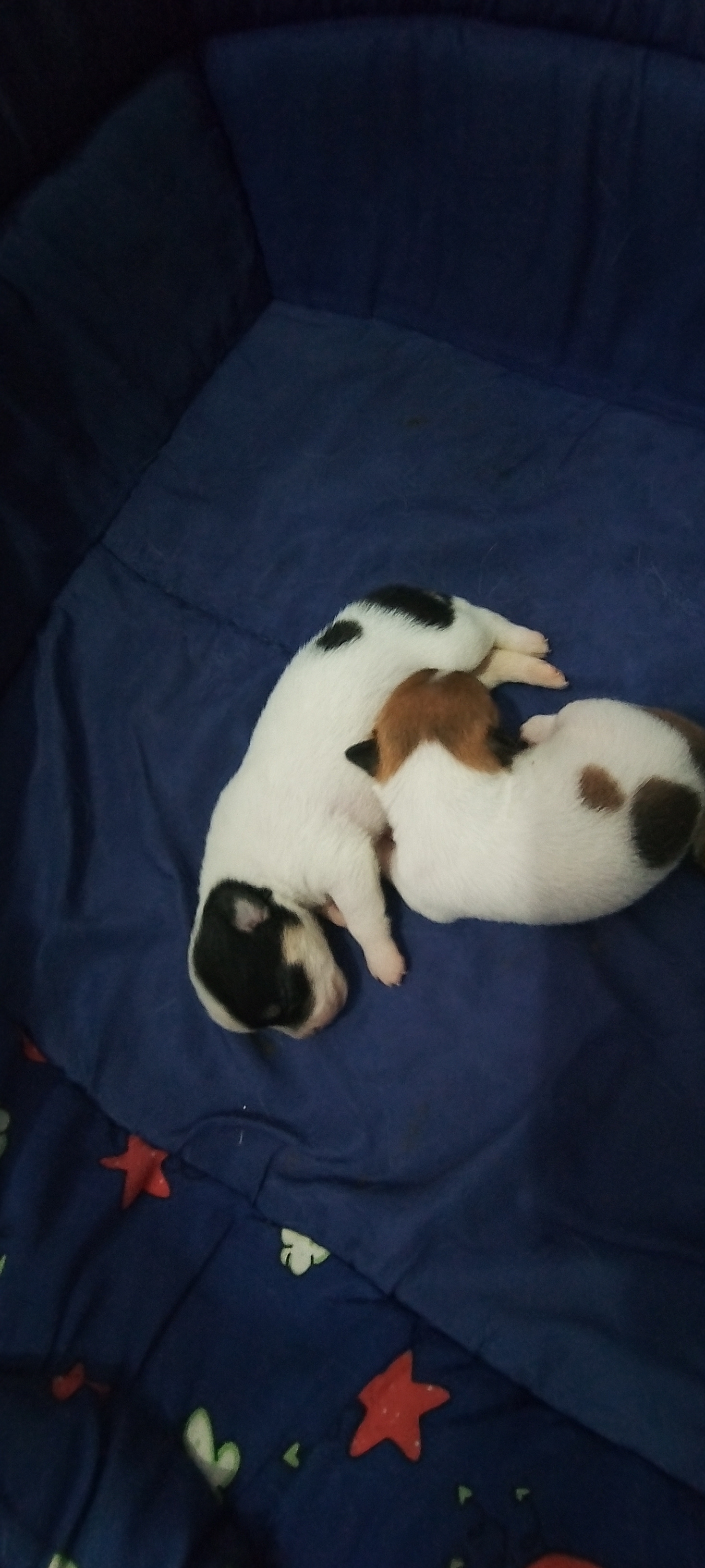 Portal Vendocão Casal Niterói 