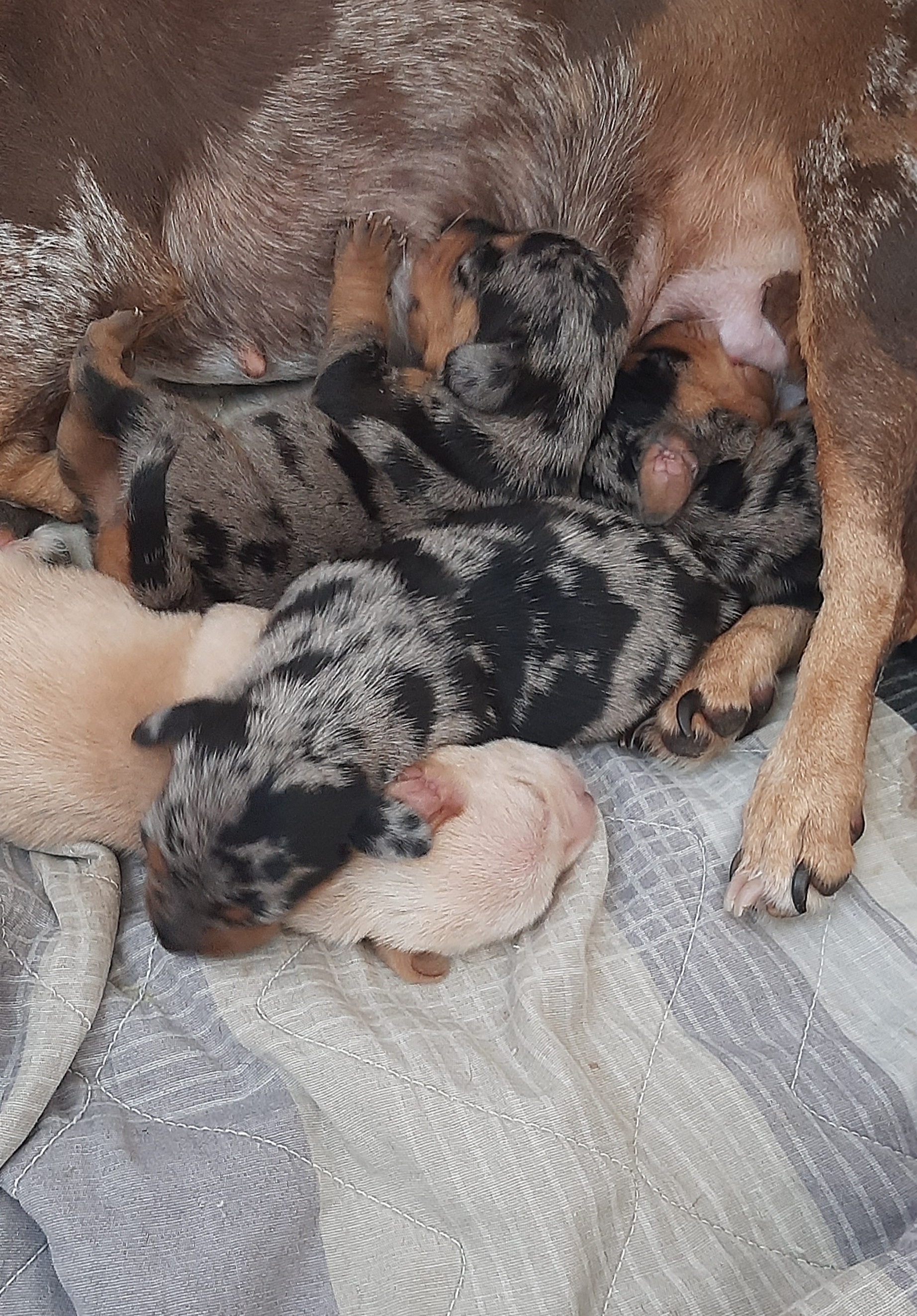 Portal Vendocão Dachshund (basset teckel salsicha) arlequim  Duque de Caxias